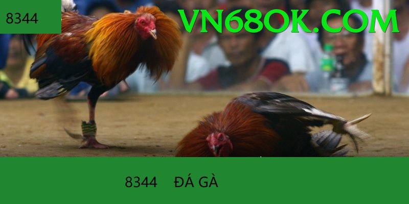 Đá Gà Trực Tiếp - Trải nghiệm tuyệt vời - Tài khoản