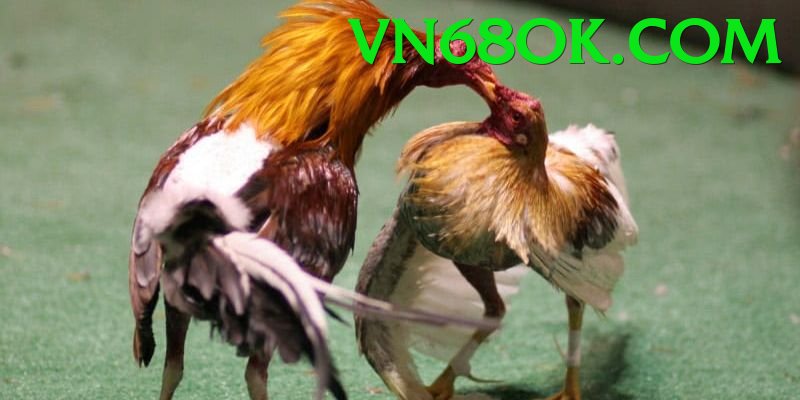 Đá Gà Trực Tiếp - vn68 - Hỗ trợ mọi thiết bị